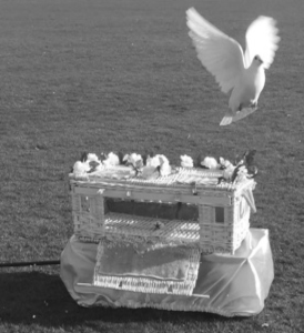 White Dove