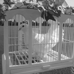 White Dove