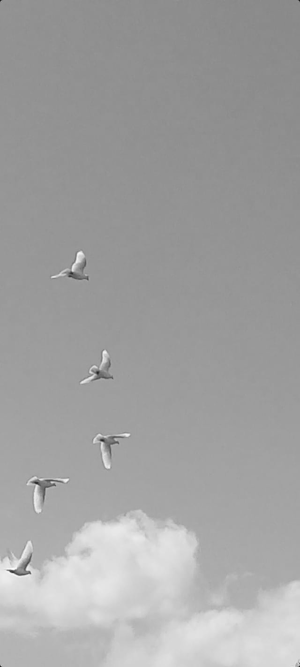 White Dove